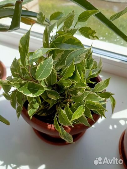 Фикус бенджамина