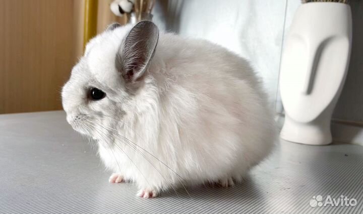 Королевская ангора шиншилла девочка