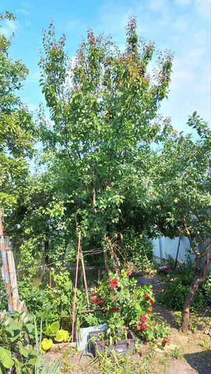 Дом 114,4 м² на участке 4,3 сот.