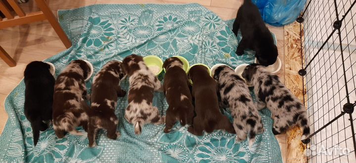 Щенки (мама Лабрадор папа Аусси)