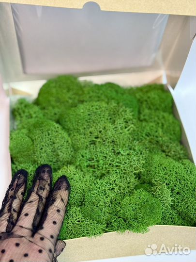 Стабилизированный мох (ягель)