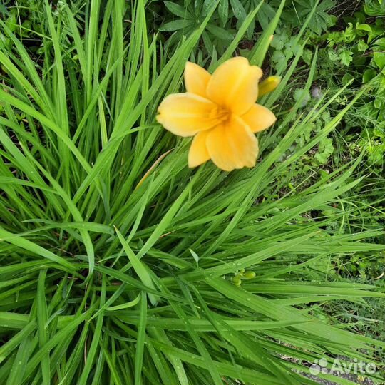 Лилейник желтый