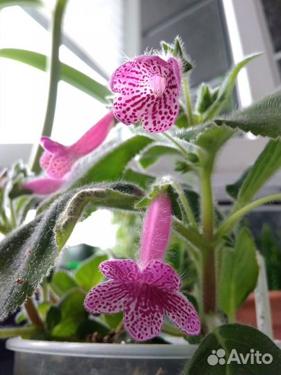 Калерия Rongo