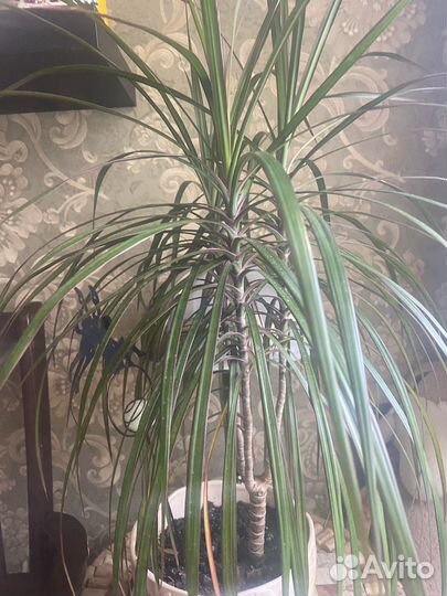 Пальма драцена