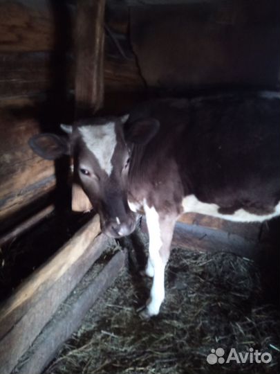 Телки на мясо