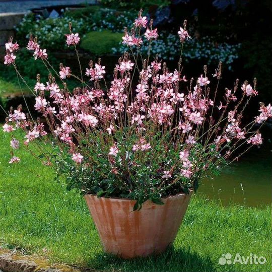 Гаура Линдхеймера 'Pink Dwarf'