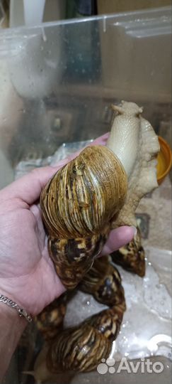 Улитки ахатины бесплатно