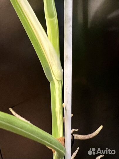 Монстера 120 см вариегатная альба