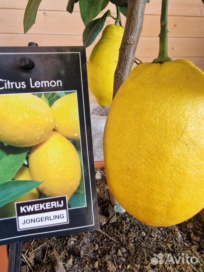 Лимон/ Лимонное дерево с большими лимонами