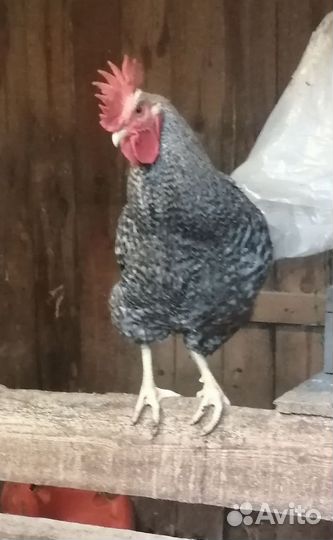 Молодые петушки