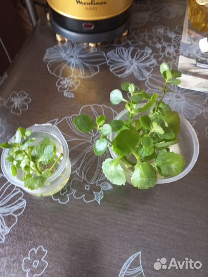 Комнатные цветы