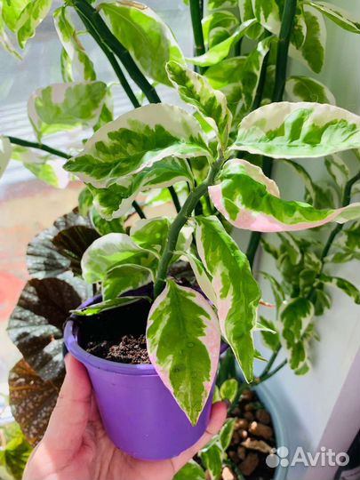 Педилантус