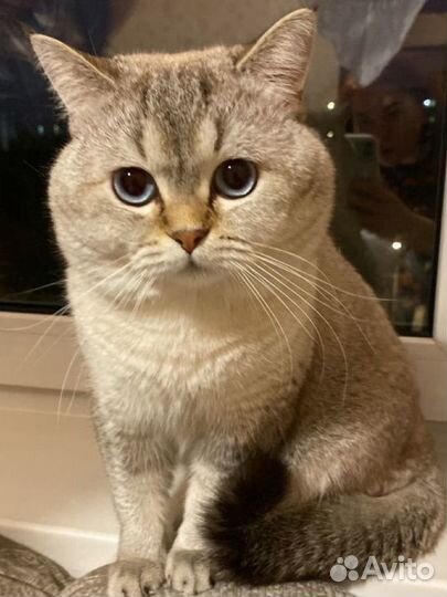 Вязка с шотландским котом