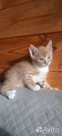 Рыжий котенок мальчик