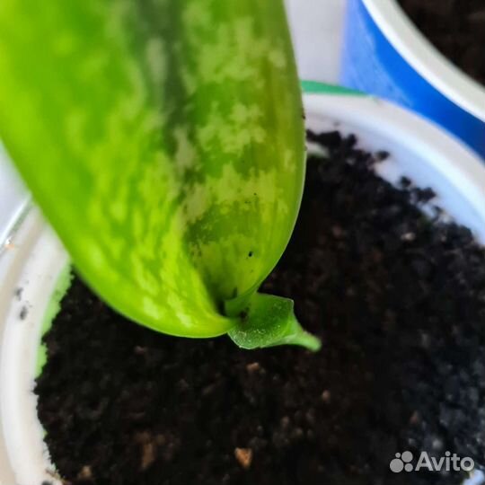 Сансевиерия или щучий хвост