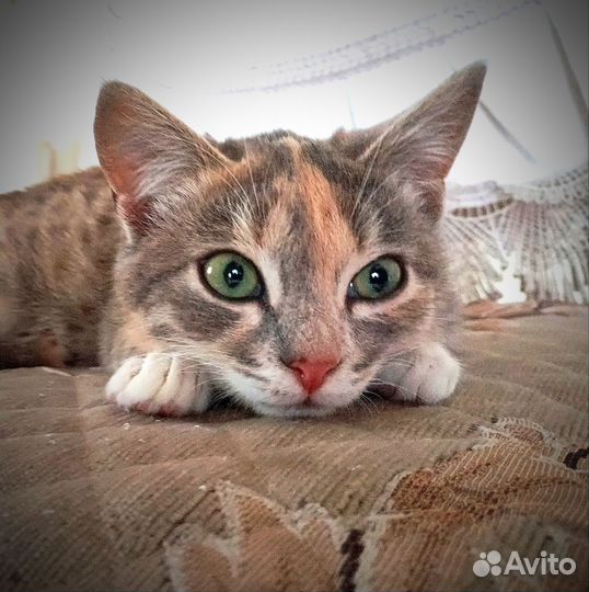 Зоотакси перевозка животных