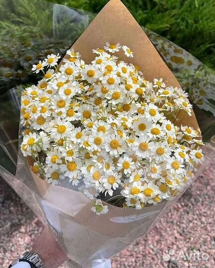 Доставка цветов. Ромашки