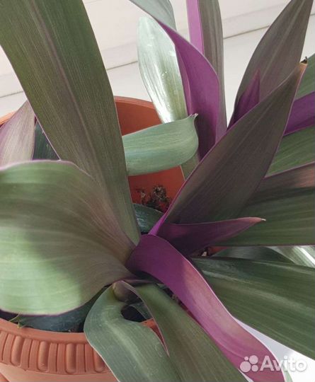 Традесканция покрывальчатая (рео)