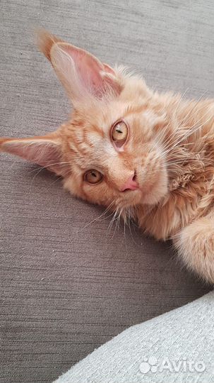 Мейн-кун вязка