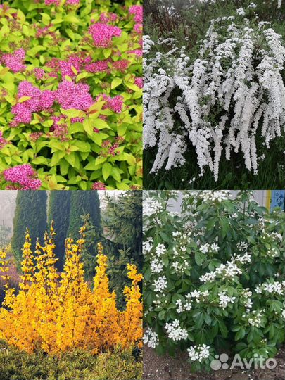 Цветы и кустарники