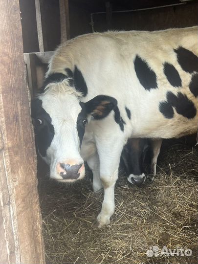 Коровы нетели