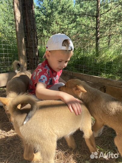 Щенки лайки (метис ) мама лайка щенки