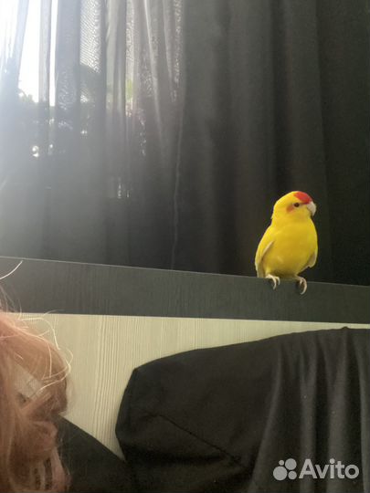 Попугай какарик