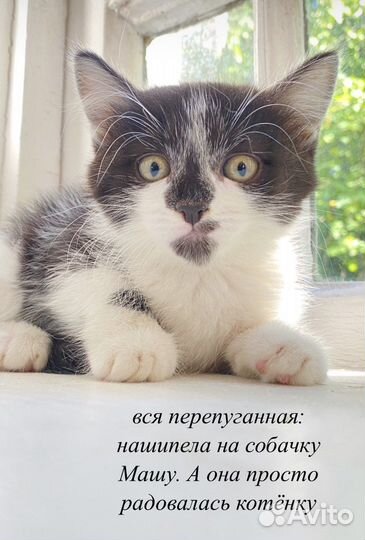 Котенок девочка