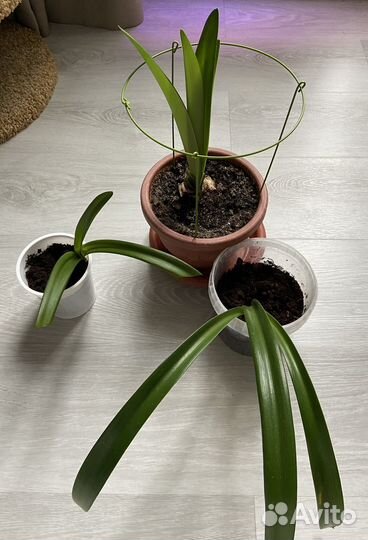 Гиппиаструм