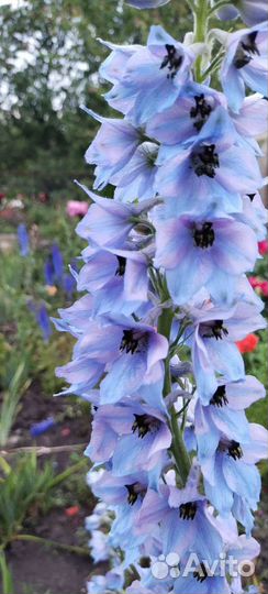 Дельфиниумы разных сортов