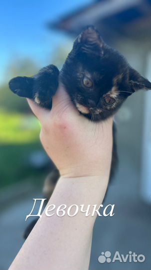 Котята в дар бесплатно