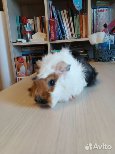 Морские свинки