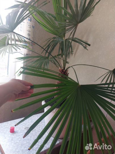 Пальма трахикарпус