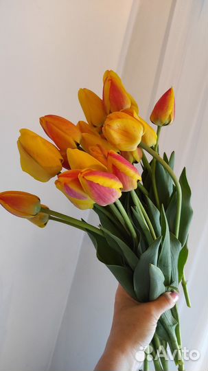 Цветы тюльпаны и букеты с доставкой