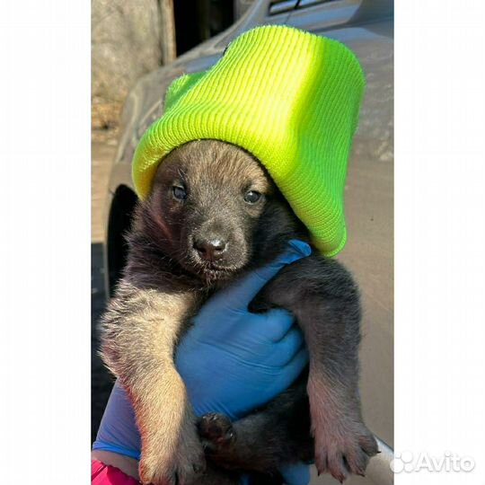 Щенок мальчик 1,5 месяца