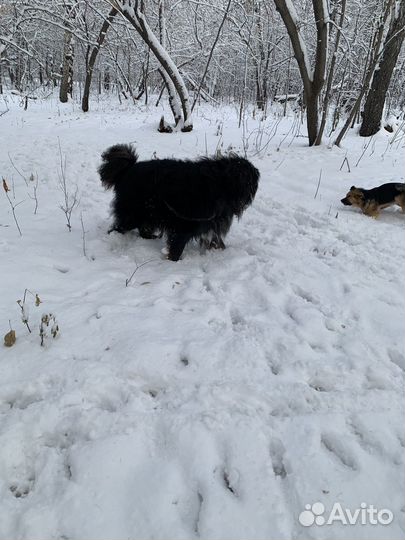 Тибетский мастиф