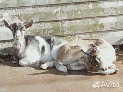 Козлята