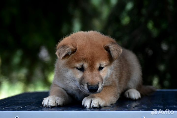 Девочка Сиба-Ину