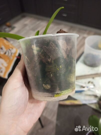 Орхидея фаленопсис детка