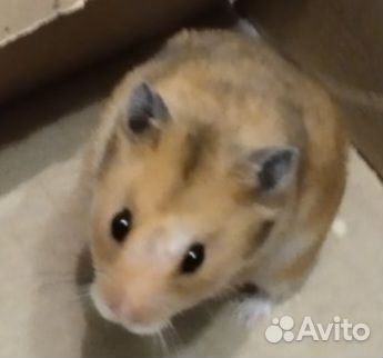 Хомяк в добрые руки