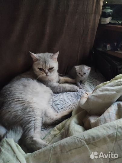 Британская шиншила