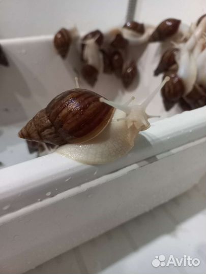 Улитки ахатины