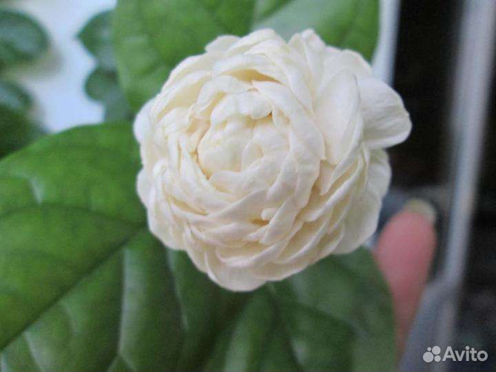 Жасмин Гранд Дюк Тоскани