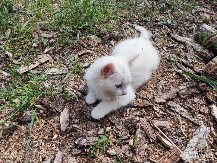 Белый котёнок
