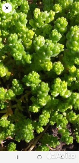 Растения для первого ряда для бардюра, горки