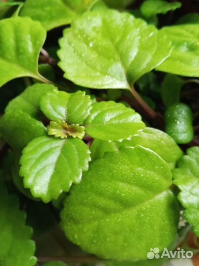 Плектрантус