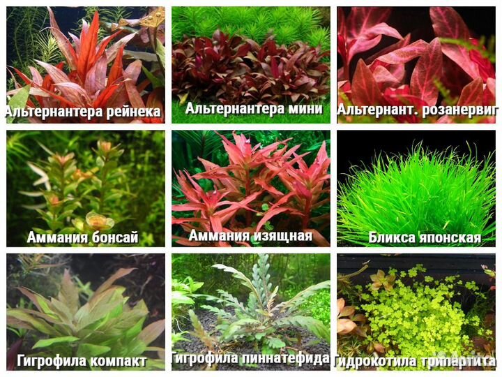 Много видов аквариумных растений