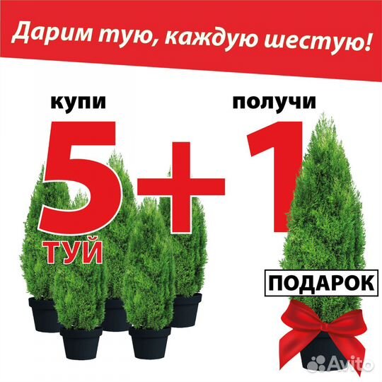 Туя смарагд 160-170см