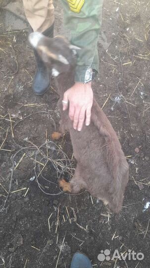 Козлята ламанчата