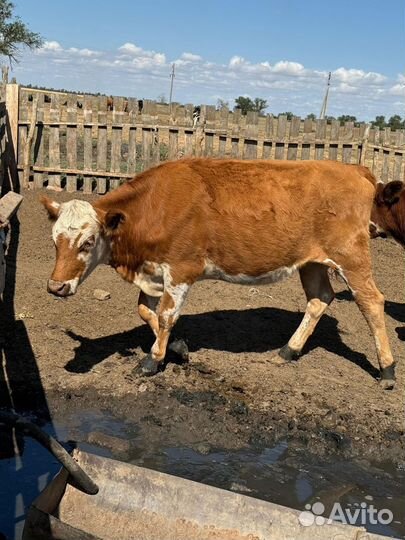 Корова стельная